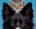 Kedi ve Köpeklerde Eklem Sağlığını Korumanın Yolları