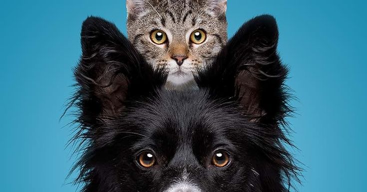 Kedi ve Köpeklerde Eklem Sağlığını Korumanın Yolları