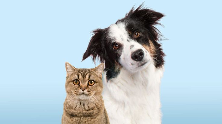 Kedi ve Köpeklerde Eklem Sağlığını Korumanın Yolları