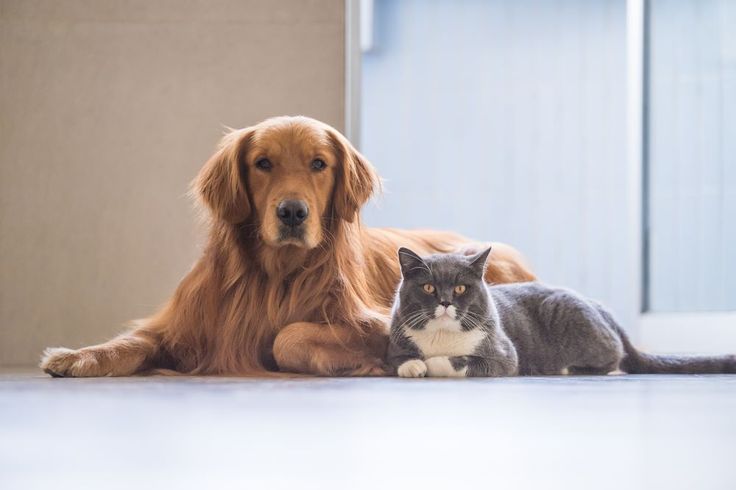 Kedi ve Köpeklerde Eklem Sağlığını Korumanın Yolları